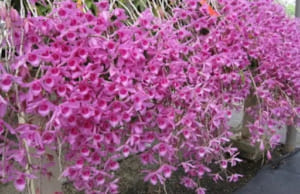 Lan Phi Điệp Tím – Khám phá vẻ đẹp của loài hoa lam kiêu sa