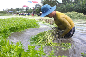 Cách trồng, chăm sóc Rau Cần Nước đơn giản và đúng kĩ thuật