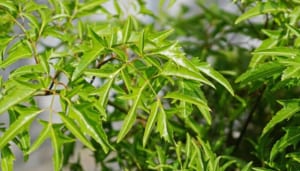 Kĩ thuật trồng cây Đinh Lăng lấy củ đơn giản, năng suất cao