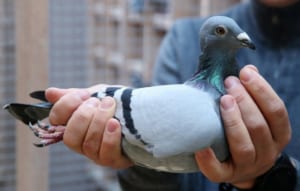 Các bệnh thường gặp ở chim Bồ Câu – Cách phòng và chữa trị