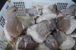 Cách nuôi chim Bồ Câu non đúng kĩ thuật giúp chim nhanh lớn