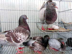 Cách nuôi chim Bồ Câu sinh sản đúng chuẩn và hiệu quả cao