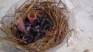 Hướng dẫn từ A – Z cách nuôi chim Họa Mi sinh sản
