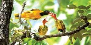 Hướng dẫn từ A – Z cách nuôi chim Vàng Anh khỏe mạnh, hót hay