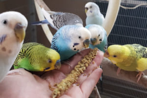 Hướng dẫn cách nuôi chim Yến Phụng từ A – Z dành cho người mới