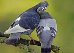 Cách phân biệt chim Bồ Câu trống mái đơn giản và chuẩn nhất