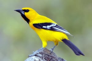 Chim Vàng Anh là chim gì? Đặc điểm, cách nuôi, giá cả, mua ở đâu